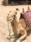 Ein Porträt eines schönen Kamels der zweihöckrigen gelben Wüste, ein Wüstenschiff, das Stroh auf dem Sand in Ägypten isst stockfotografie Ein Porträt eines schönen Kamels der zweihöckrigen gelben Wüste, ein Wüstenschiff, das Stroh auf dem Sand in Ägypten isst stockfotografie