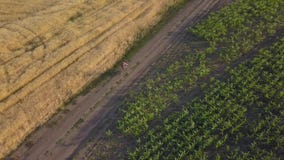 Ein Radfahrer reitet entlang die Straße zwischen landwirtschaftliche Felder stock video Ein Radfahrer reitet entlang die Straße zwischen landwirtschaftliche Felder stock video