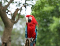 Ein roter Papagei lizenzfreie stockfotos Ein roter Papagei lizenzfreie stockfotos