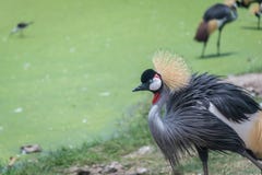 Ein schöner grauer gekrönter Kran lizenzfreies stockbild Ein schöner grauer gekrönter Kran lizenzfreies stockbild