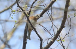 Ein schöner männlicher Brambling, Fringilla montifringilla, fangende Insekten hoch oben in einem Baum in Großbritannien lizenzfreies stockfoto Ein schöner männlicher Brambling, Fringilla montifringilla, fangende Insekten hoch oben in einem Baum in Großbritannien lizenzfreies stockfoto