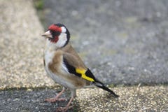 Ein schönes Dompfaff cought auf Kamera stockfoto Ein schönes Dompfaff cought auf Kamera stockfoto