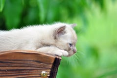 Schließen Sie herauf erforschenerstes Mal des birmanischen Kätzchens welt lizenzfreies stockfoto Schließen Sie herauf erforschenerstes Mal des birmanischen Kätzchens welt lizenzfreies stockfoto