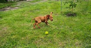 Ein schönes Welpe vizsla Spielen stockbilder Ein schönes Welpe vizsla Spielen stockbilder