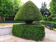 Ein sehr ursprünglicher Busch im Park stockfotos Ein sehr ursprünglicher Busch im Park stockfotos