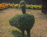 Ein Topiary des Vogels stockfoto Ein Topiary des Vogels stockfoto