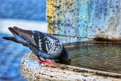 Ein Vogel stockbild Ein Vogel stockbild