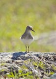 Ein Vogel auf dem Felsen lizenzfreies stockbild Ein Vogel auf dem Felsen lizenzfreies stockbild