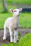 Ein weißes neugeborenes Lamm, das im grünen Gras steht stockfoto Ein weißes neugeborenes Lamm, das im grünen Gras steht stockfoto