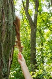 Ein wildes rothaariges Eichh?rnchen auf einem Baum in einem Wald nimmt eine Nuss von der Hand eines Mannes vertikal stockfotos Ein wildes rothaariges Eichh?rnchen auf einem Baum in einem Wald nimmt eine Nuss von der Hand eines Mannes vertikal stockfotos
