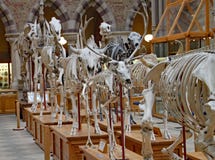 Eine Anzeige der Skelette der ausgestorbenen Tiere am Oxford-Naturgeschichtliches Museum lizenzfreies stockfoto Eine Anzeige der Skelette der ausgestorbenen Tiere am Oxford-Naturgeschichtliches Museum lizenzfreies stockfoto