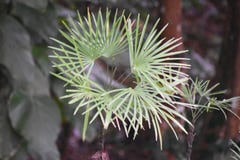 Eine Blume, das jeden Morgen und die spezielle Möglichkeit es begrüßen, holt, um neue Wege zum Tierreich in zu versuchen lizenzfreie stockfotografie Eine Blume, das jeden Morgen und die spezielle Möglichkeit es begrüßen, holt, um neue Wege zum Tierreich in zu versuchen lizenzfreie stockfotografie
