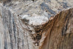 Eine Draufsicht der Nahaufnahme geschossen von ein alter Baumstumpf Linien und Muster sichtbar lizenzfreie stockfotografie Eine Draufsicht der Nahaufnahme geschossen von ein alter Baumstumpf Linien und Muster sichtbar lizenzfreie stockfotografie