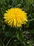 Eine einzelne gelbe Blume lizenzfreies stockbild Eine einzelne gelbe Blume lizenzfreies stockbild
