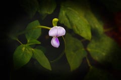 Eine erste Blume von einem Bean& x27; s-Anlage lizenzfreies stockfoto Eine erste Blume von einem Bean& x27; s-Anlage lizenzfreies stockfoto