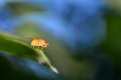 Eine Frucht Fliege in der Orange in der Natur lizenzfreie stockfotografie Eine Frucht Fliege in der Orange in der Natur lizenzfreie stockfotografie