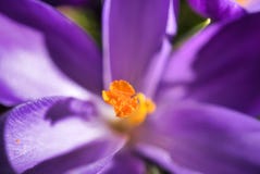 Eine gelbe Mitte wird durch die purpurroten und weißen Blumenblätter dieser Blume ausgelöst lizenzfreies stockfoto Eine gelbe Mitte wird durch die purpurroten und weißen Blumenblätter dieser Blume ausgelöst lizenzfreies stockfoto