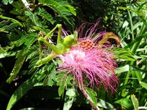 Eine große grüne Heuschrecke, die weg von einer flaumigen rosa Bottlebrushblume einzieht stockbild Eine große grüne Heuschrecke, die weg von einer flaumigen rosa Bottlebrushblume einzieht stockbild