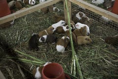 Eine Gruppe des Meerschweinchenessens lizenzfreie stockfotos Eine Gruppe des Meerschweinchenessens lizenzfreie stockfotos