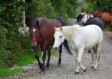 Eine Gruppe Pferde, die zu ihrem Stall gehen irland lizenzfreie stockfotos Eine Gruppe Pferde, die zu ihrem Stall gehen irland lizenzfreie stockfotos