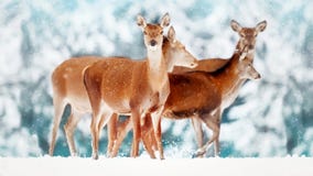 Eine Gruppe schöne weibliche Rotwild im Hintergrund eines edlen elaphus Cervus Rotwild des schneebedeckten Weiß Wald Künstlerisch stockfotografie Eine Gruppe schöne weibliche Rotwild im Hintergrund eines edlen elaphus Cervus Rotwild des schneebedeckten Weiß Wald Künstlerisch stockfotografie