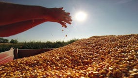 Eine Handvoll goldene Mais-Körner Eine Handvoll goldene Mais-Körner