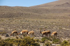 Eine Herde des wilden Vicunjas lässt weiden lizenzfreie stockfotos Eine Herde des wilden Vicunjas lässt weiden lizenzfreie stockfotos