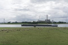 Eine Herde von den Schafen, die auf dem Grün weiden lassen stockfotos Eine Herde von den Schafen, die auf dem Grün weiden lassen stockfotos