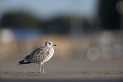 Eine jugendliche Sturmmöwe oder eine Miauenmöve Larus canus, das auf einem Parkplatz in den Häfen von Bremen Deutschland stillste stockbild Eine jugendliche Sturmmöwe oder eine Miauenmöve Larus canus, das auf einem Parkplatz in den Häfen von Bremen Deutschland stillste stockbild