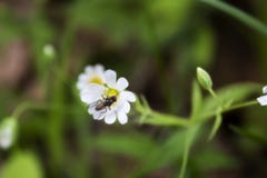 Eine kleine Fliege sitzt auf einer weißen Blume von Stellaria stockfotos Eine kleine Fliege sitzt auf einer weißen Blume von Stellaria stockfotos