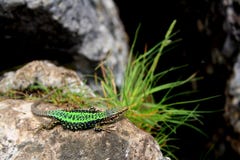 Eine kleine grüne Eidechse auf einem Stein mit Gras am Rand der Klippe stockfotografie Eine kleine grüne Eidechse auf einem Stein mit Gras am Rand der Klippe stockfotografie