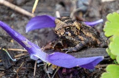 Eine kleine Kröte in einem Garten lizenzfreies stockfoto Eine kleine Kröte in einem Garten lizenzfreies stockfoto