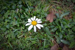 Eine kleine weiße Blume nannte Gänseblümchen lizenzfreie stockbilder Eine kleine weiße Blume nannte Gänseblümchen lizenzfreie stockbilder