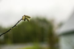 Eine Niederlassung eines Herbstbaums Haselnuss im Fall lizenzfreies stockfoto Eine Niederlassung eines Herbstbaums Haselnuss im Fall lizenzfreies stockfoto