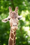 Eine Portr?taufnahme einer Giraffe stockbilder Eine Portr?taufnahme einer Giraffe stockbilder