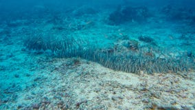 Eine Schule gestreiften Aalwels Plotosus-lineatus, das am Meeresgrund für das Suchen nach Nahrung nahe Mangroven sich bewegt stockfotografie Eine Schule gestreiften Aalwels Plotosus-lineatus, das am Meeresgrund für das Suchen nach Nahrung nahe Mangroven sich bewegt stockfotografie