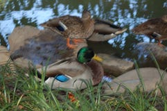 Eine Stockente unter vielen auf einem Teich nahe Gras lizenzfreies stockfoto Eine Stockente unter vielen auf einem Teich nahe Gras lizenzfreies stockfoto