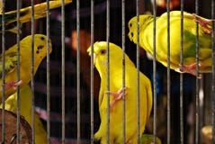 Eingesperrte gelbe Budgie Papageien-Vögel lizenzfreies stockbild Eingesperrte gelbe Budgie Papageien-Vögel lizenzfreies stockbild