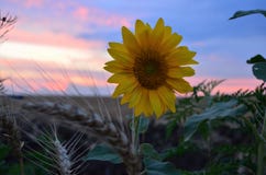 Einsame Abendsonnenblume und ausgezeichneter Sonnenuntergang stockfotografie Einsame Abendsonnenblume und ausgezeichneter Sonnenuntergang stockfotografie