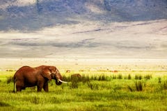 Einsamer afrikanischer Elefant im Ngorongoro-Krater im Hintergrund von Bergen und von grünem Gras Afrikanisches Reisebild Ngorong stockbilder Einsamer afrikanischer Elefant im Ngorongoro-Krater im Hintergrund von Bergen und von grünem Gras Afrikanisches Reisebild Ngorong stockbilder