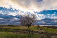 Einsamer bloßer Baum auf dem Bauernhofgebiet gegen bewölkten Himmel Lizenzfreie Stockfotografie Einsamer bloßer Baum auf dem Bauernhofgebiet gegen bewölkten Himmel Lizenzfreie Stockfotografie