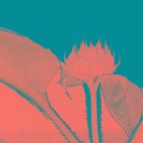 Einzelne Blumeknospe der Sonnenblume in der Farbe des Lebens korallenrot und blau vektor abbildung Einzelne Blumeknospe der Sonnenblume in der Farbe des Lebens korallenrot und blau vektor abbildung