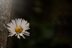 einzelne Gänseblümchenblüte unter verwittertem Steinbordstein in der dunklen durchdachten hellen Stimmung stockfotos einzelne Gänseblümchenblüte unter verwittertem Steinbordstein in der dunklen durchdachten hellen Stimmung stockfotos