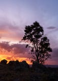 Einzelner Baum in einer Wüste mit einem schönen bewölkten Himmel im Hintergrund bei Sonnenuntergang lizenzfreie stockfotografie Einzelner Baum in einer Wüste mit einem schönen bewölkten Himmel im Hintergrund bei Sonnenuntergang lizenzfreie stockfotografie