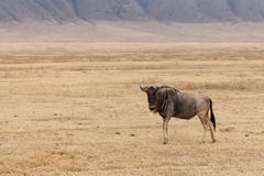 Einzige Gnustellung lizenzfreies stockfoto Einzige Gnustellung lizenzfreies stockfoto