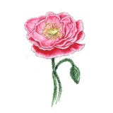 Ejemplo botánico de la acuarela de la amapola rosada ilustración del vector Ejemplo botánico de la acuarela de la amapola rosada ilustración del vector