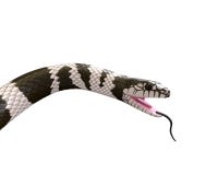 ejemplo 3D de un rey Snake de California stock de ilustración ejemplo 3D de un rey Snake de California stock de ilustración