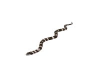 ejemplo 3D de un rey Snake de California stock de ilustración ejemplo 3D de un rey Snake de California stock de ilustración