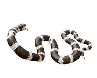 ejemplo 3D de un rey Snake de California ilustración del vector ejemplo 3D de un rey Snake de California ilustración del vector