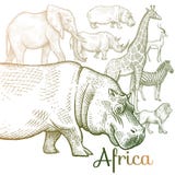 Animales Africanos En La Selva En Blanco Y Negro. Fotografía de archivo